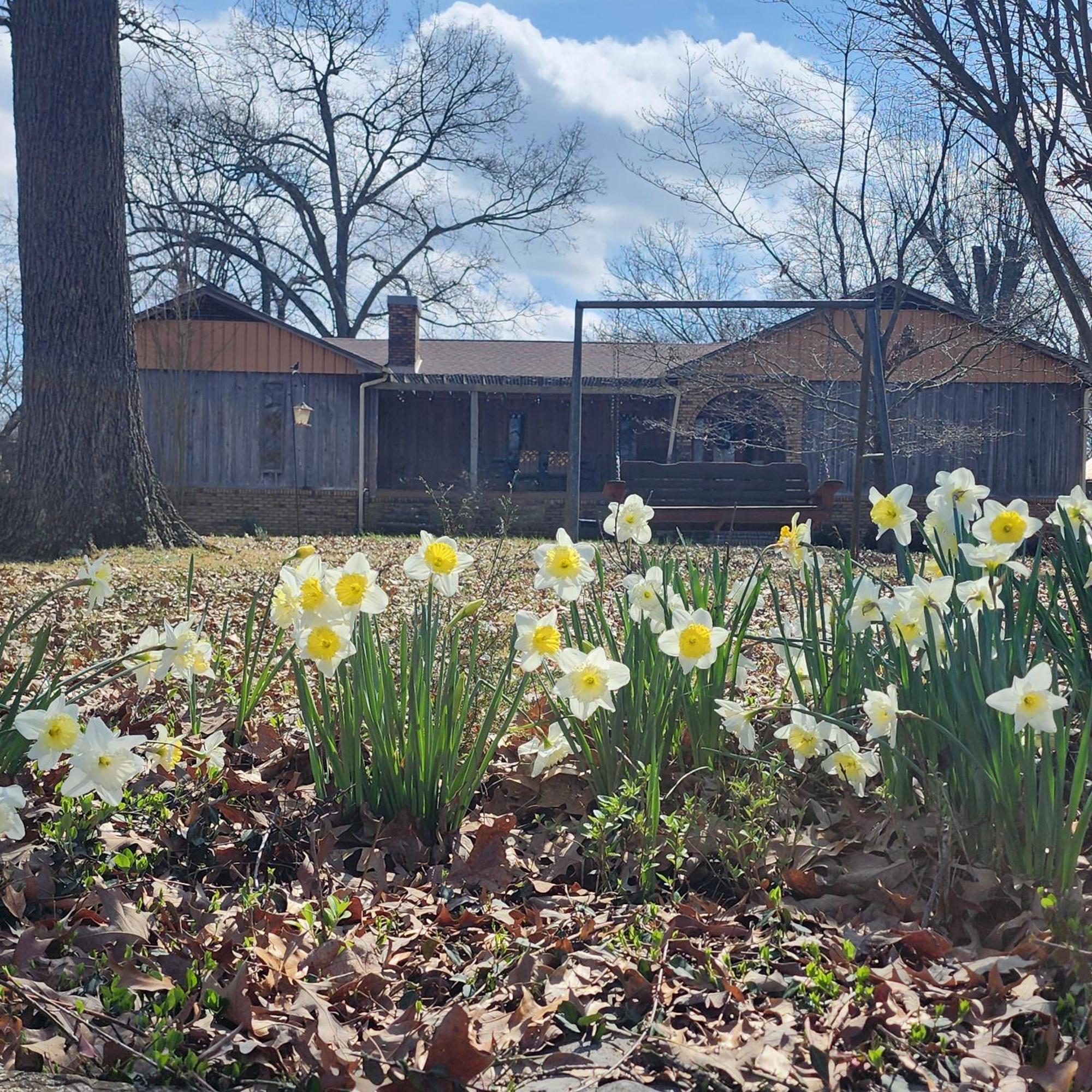 Sisters On Sycamore B&B Russellville エクステリア 写真