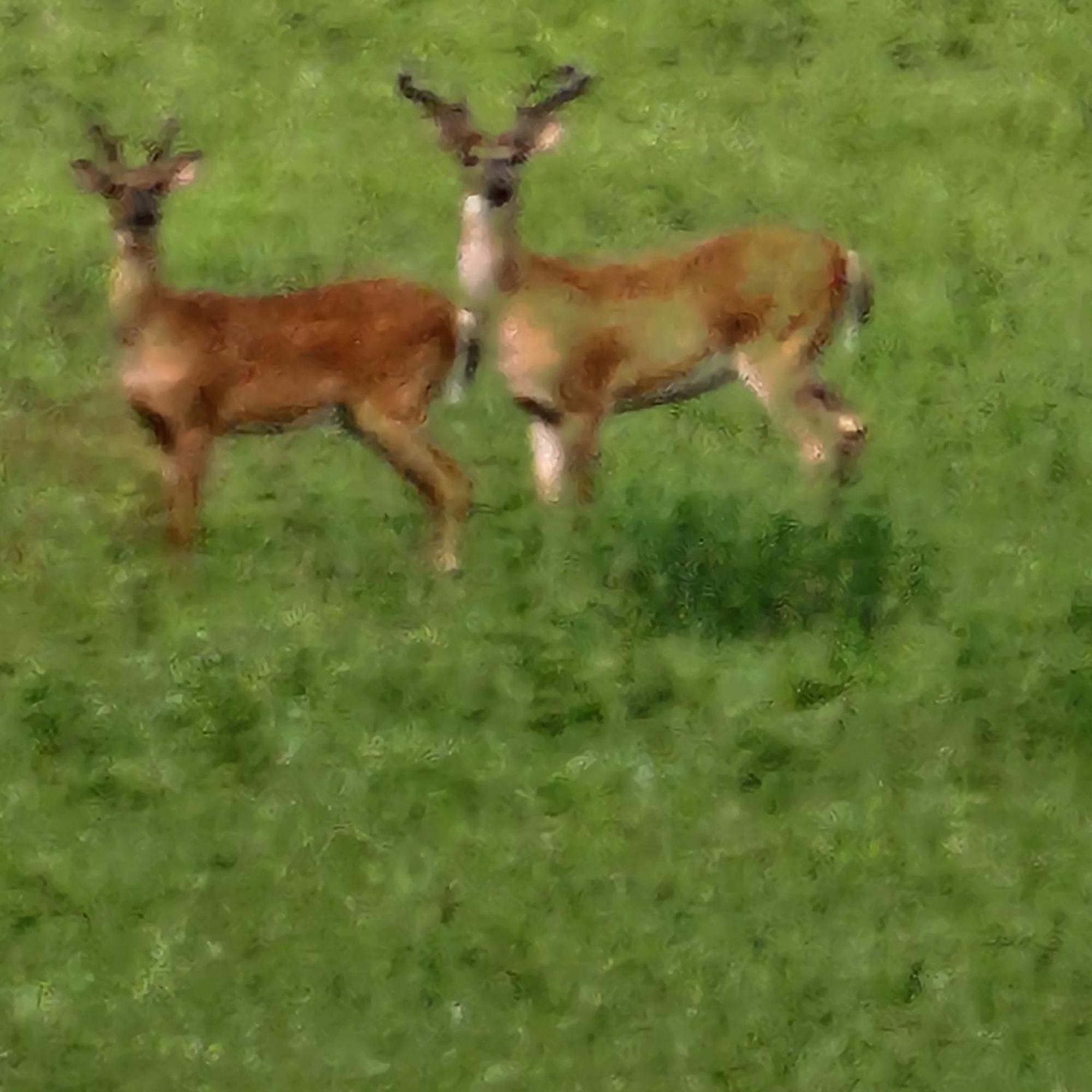 Sisters On Sycamore B&B Russellville エクステリア 写真