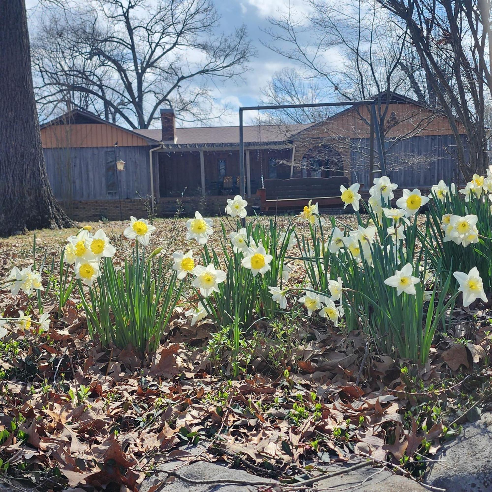 Sisters On Sycamore B&B Russellville エクステリア 写真